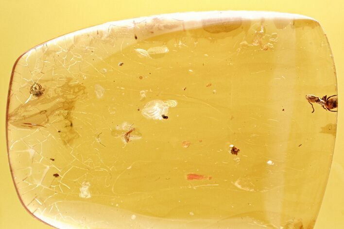 Detailed Fossil Aphid, Ant, and Mite in Baltic Amber #328224